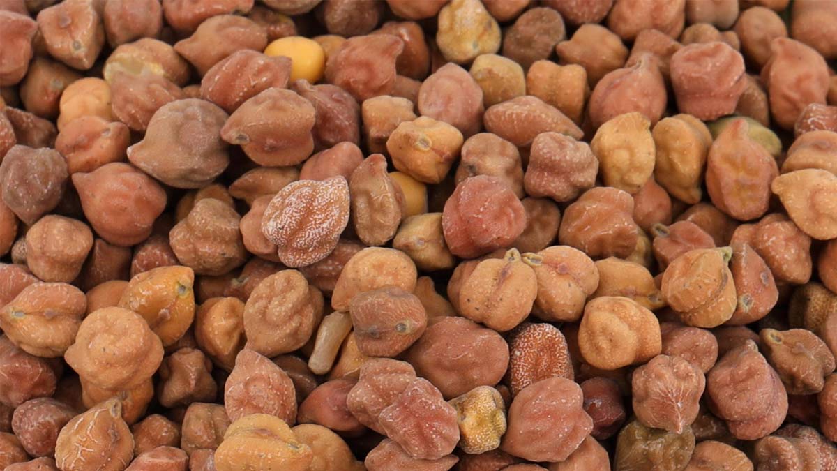 chana