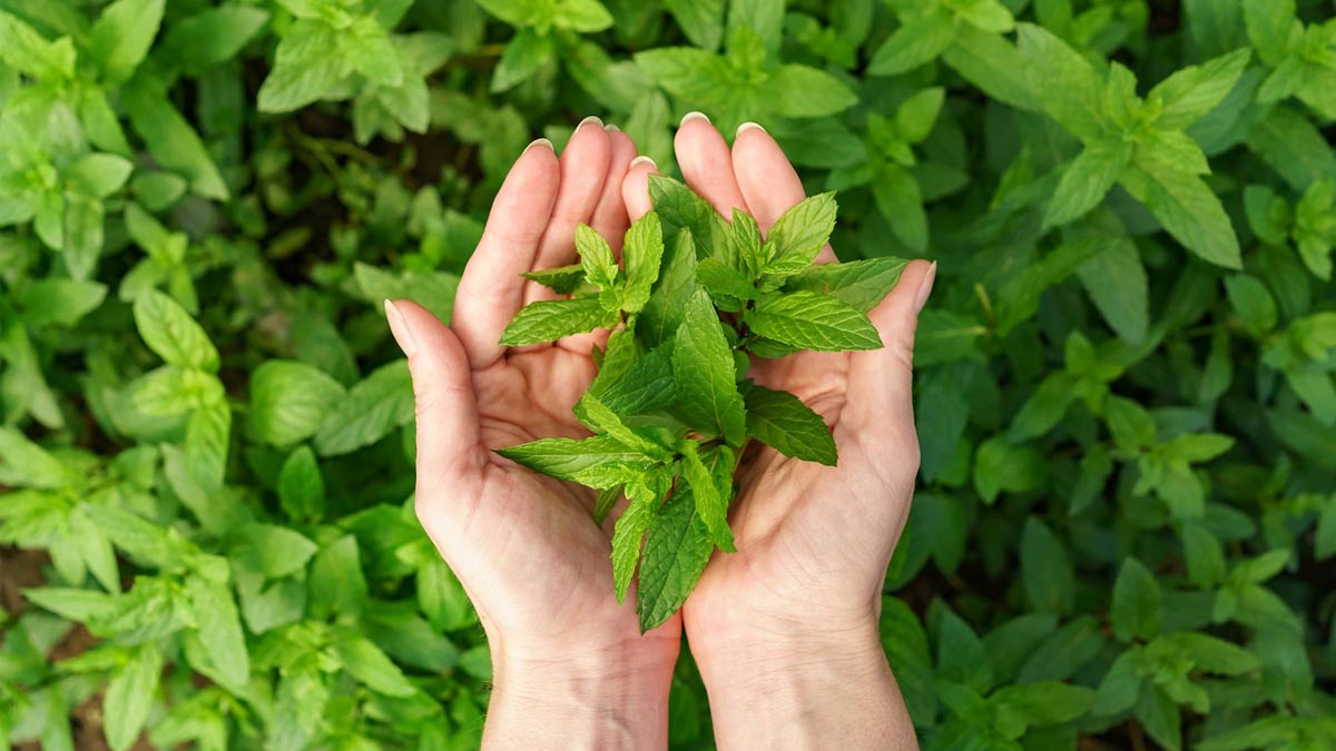 tulsi