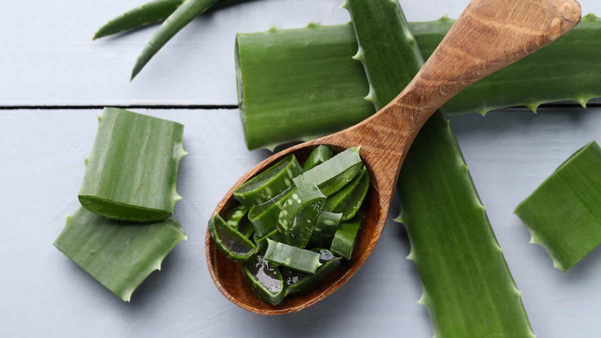 aloe vera soap for winter season