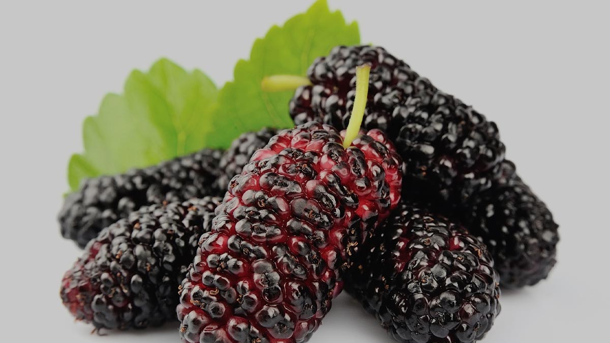 Mulberry_leaves_for_Diabetes