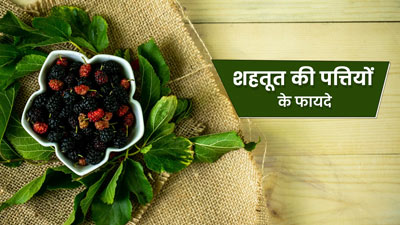 डायबिटीज मरीजों के लिए फायदेमंद है शहतूत की पत्‍तियां, जानें इस्तेमाल का तरीका