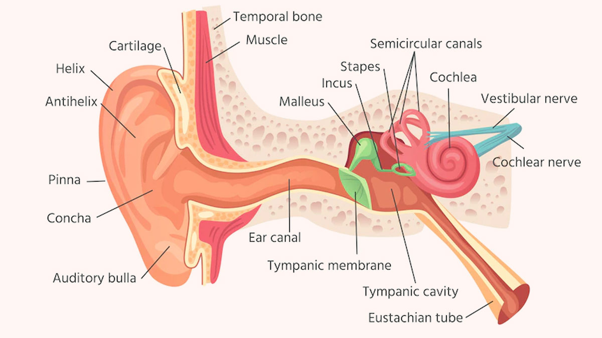 Labyrinthitis | Treatment in Phoenix, AZ