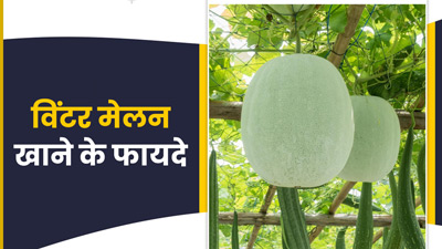 गुणों का खजाना है सफेद कद्दू (पेठा), जानें इसे खाने के फायदे और नुकसान