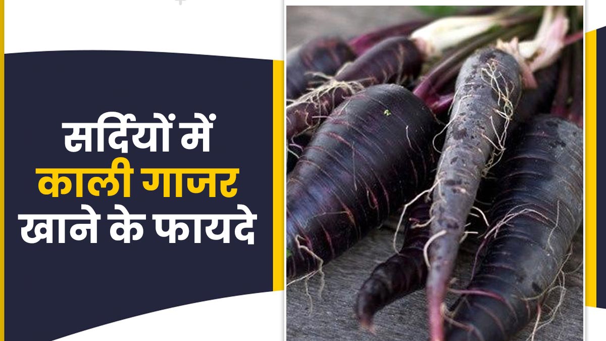 Benefits of Black Carrot: सर्दियों में खाएं काली गाजर, शरीर को मिलेंगे ये 5 फायदे