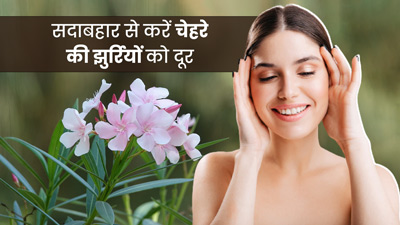 चेहरे की झुर्रियां और काले धब्बे को सदाबहार के फूल से करें ठीक, जानें इस्तेमाल का तरीका 