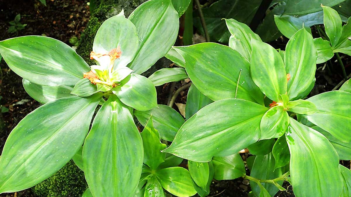 Insulin Plant Benefits in Hindi