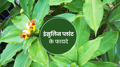 ब्लड शुगर कंट्रोल करने के लिए रामबाण है इंसुलिन प्लांट की पत्तियां, जानें फायदे