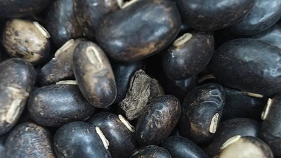 कौंच के बीज खाने से सेहत को मिलते हैं ये 5 फायदे