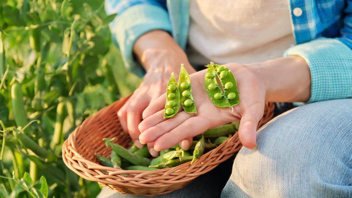 Pea Peal Benefits in Hindi