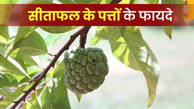 सीताफल के पत्तों से सेहत को म‍िलते हैं कई फायदे, जानें प्रयोग का सही तरीका