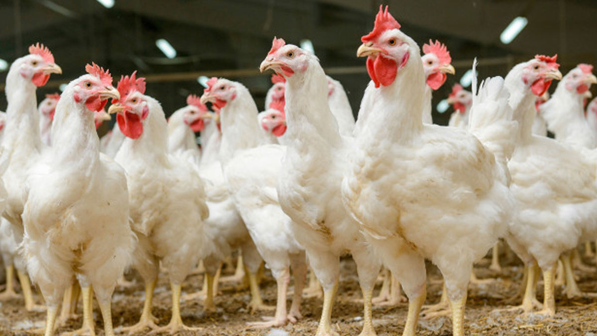 Signs and Symptoms of 'Q Fever'