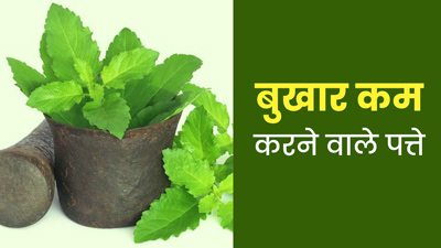 बुखार कम करने में मदद करेंगी इन 5 पौधों की पत्तियां, इम्यूनिटी भी होगी मजबूत