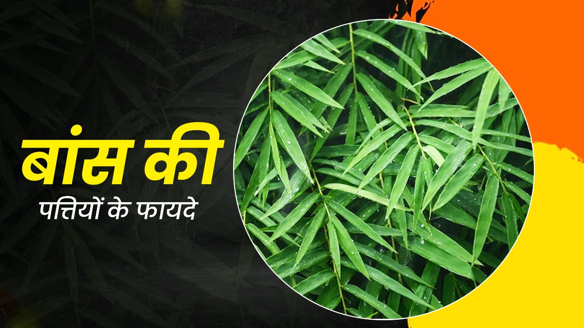 बांस की पत्तियां हैं कई समस्याओं का रामबाण इलाज, जानें इसके फायदे और सेवन का तरीका