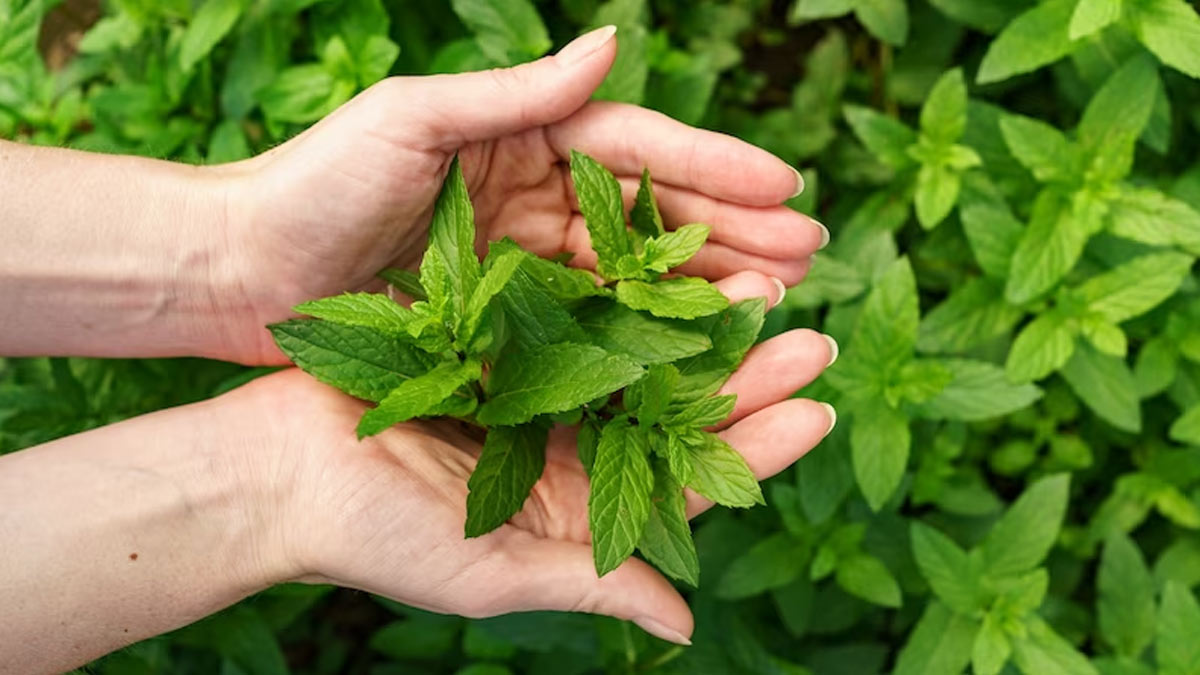 tulsi leaves for hair fall in hindi 