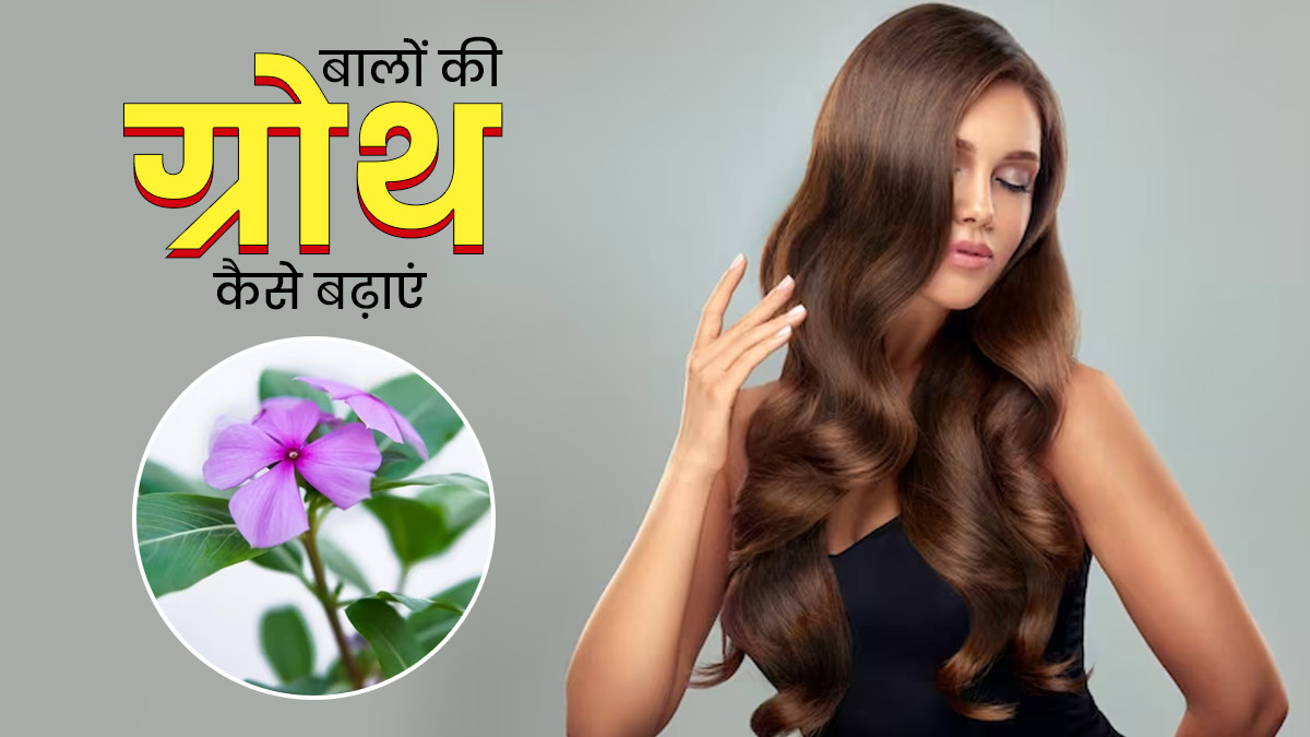 बालों की ग्रोथ में मदद करेंगे सदाबहार के पत्ते, इस तरह से करें इस्तेमाल
