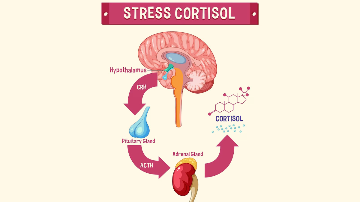 Role of Cortisol in Stress Management