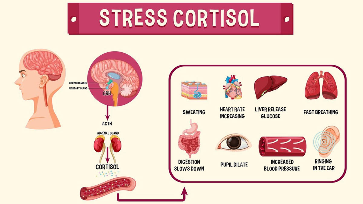 From Stress Response To Cognitive Function, Role Of Cortisol In Human ...