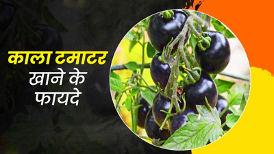 मोटापा, बीपी और डायबिटीज समेत कई बीमारियों में रामबाण है काले टमाटर का सेवन, जानें फायदे