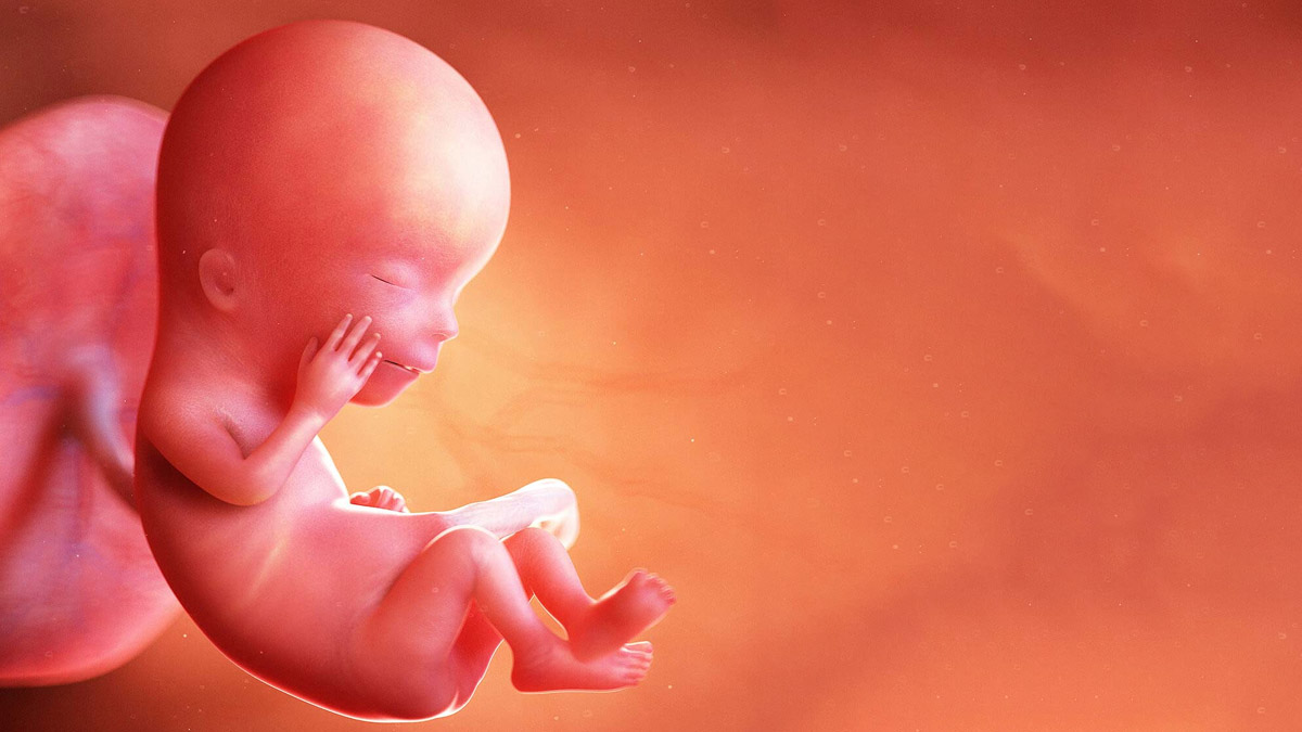 baby growth in first trimester