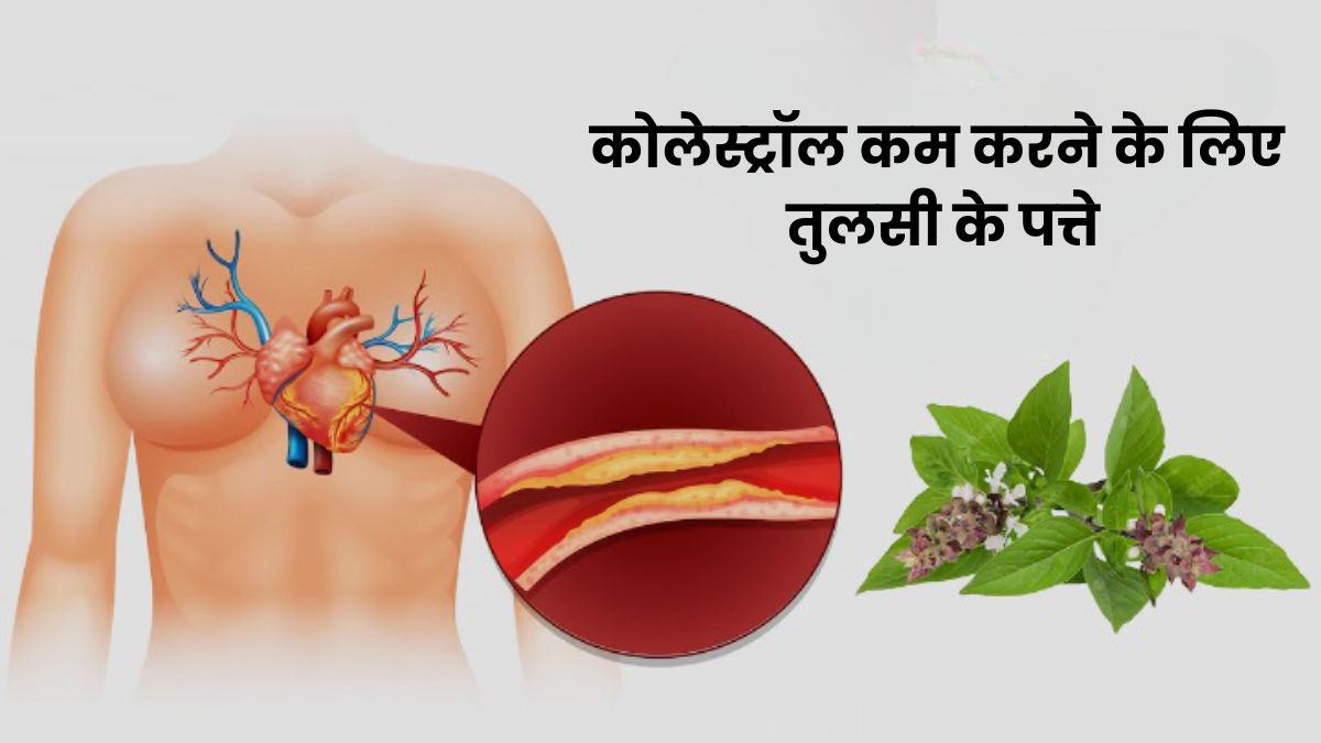 कोलेस्ट्रॉल कम करने के लिए ऐसे करें तुलसी के पत्तों का सेवन, मिलेगा फायदा