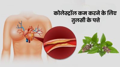 कोलेस्ट्रॉल कम करने के लिए ऐसे करें तुलसी के पत्तों का सेवन, मिलेगा फायदा