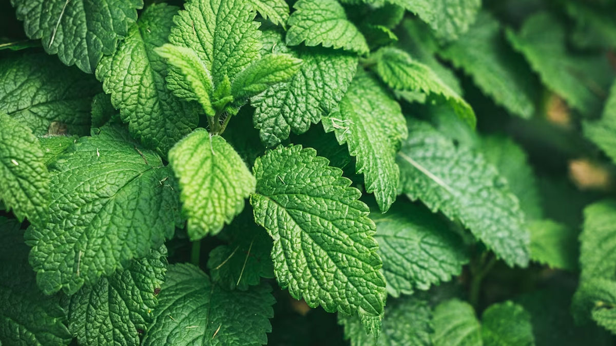 peppermint benefits in hindi