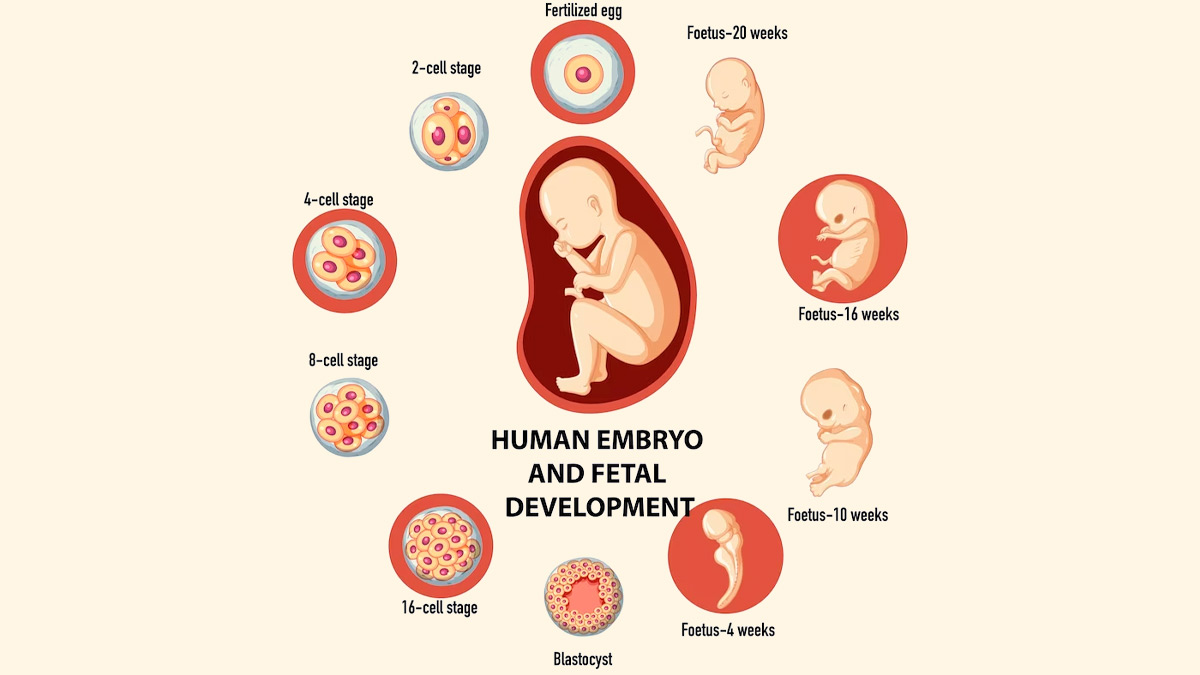 Imaging of Embryos