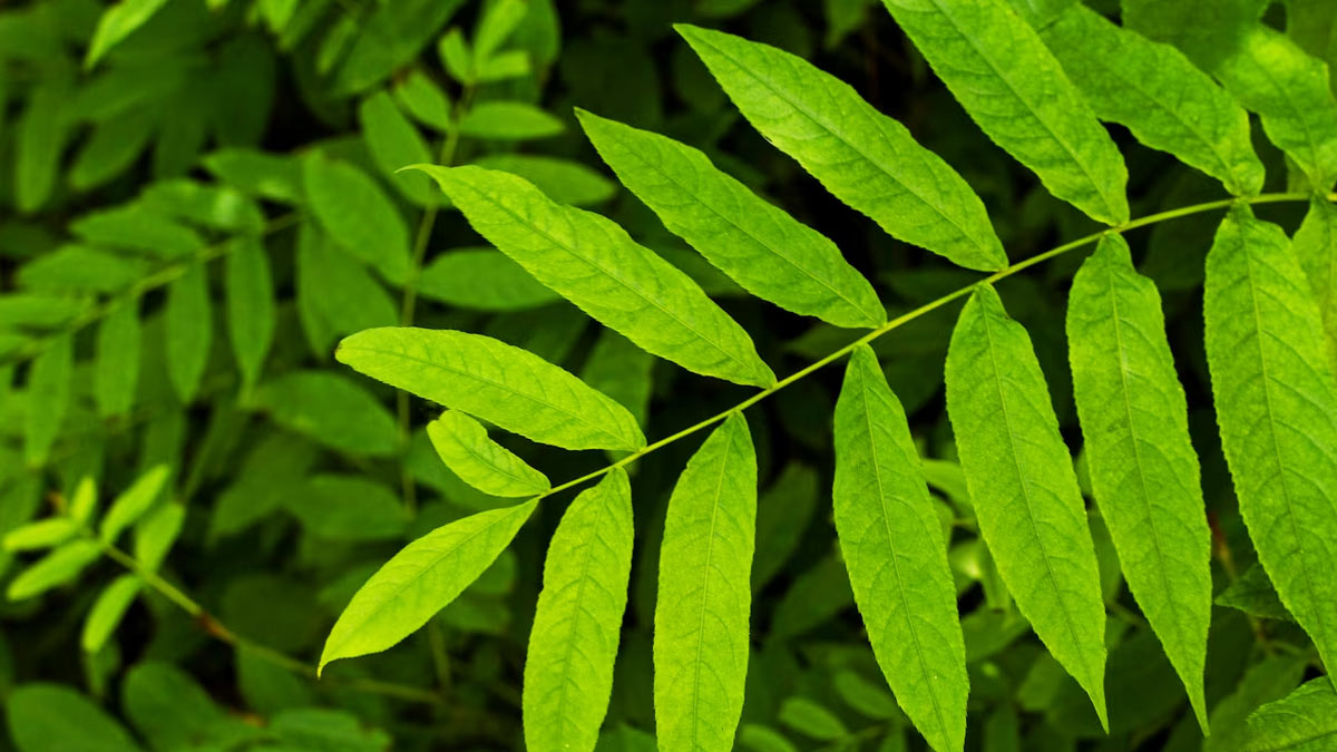 neem leaves
