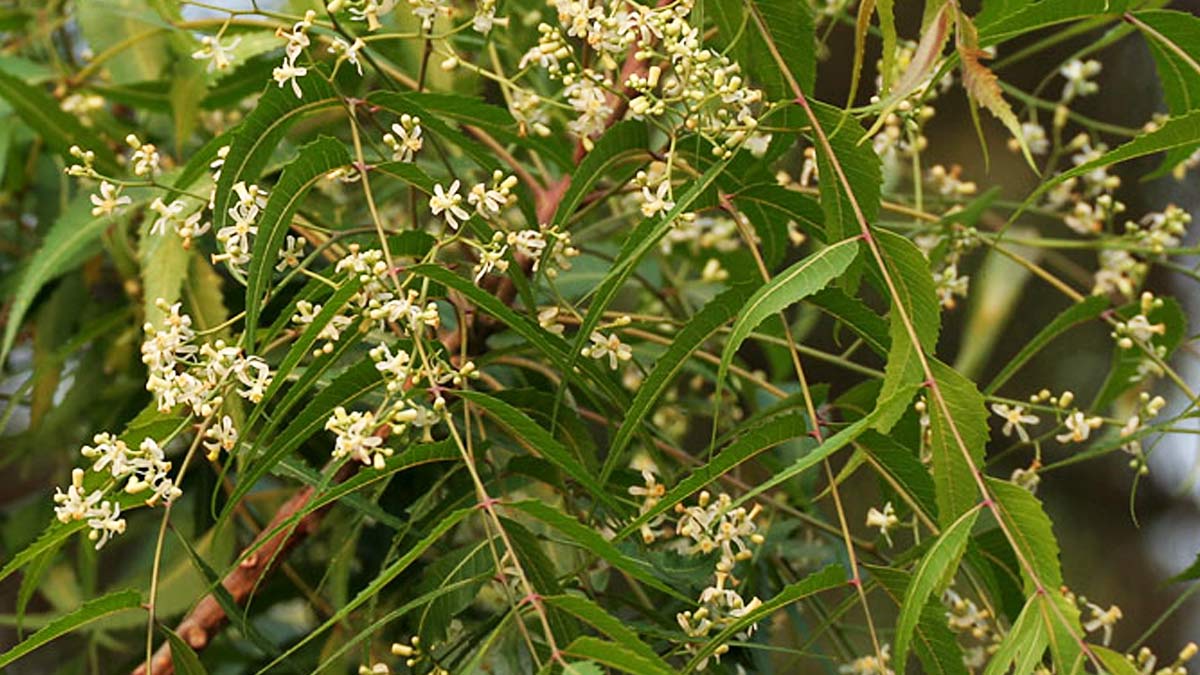 Teeth-Whitening-Ayurvedic-Herbs
