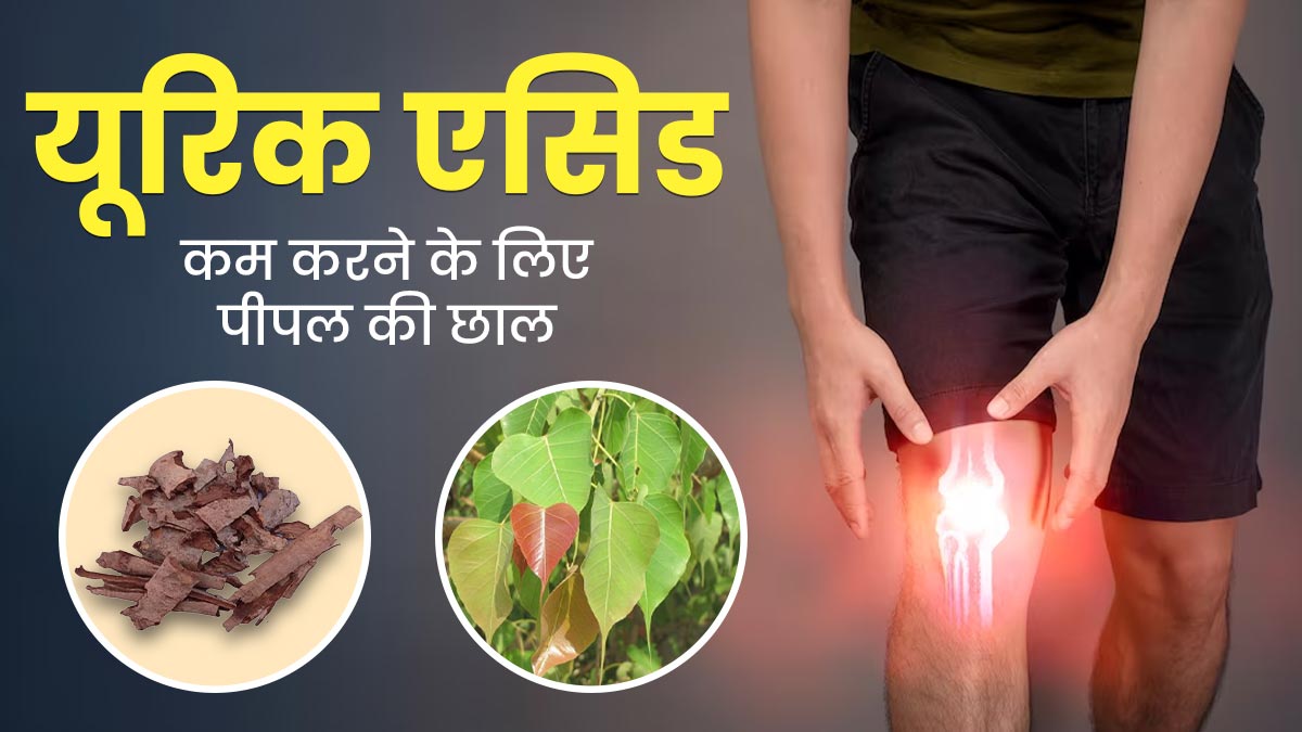 यूरिक एसिड कम करने के लिए ऐसे करें पीपल की छाल का इस्तेमाल, मिलेंगे अनोखे फायदे
