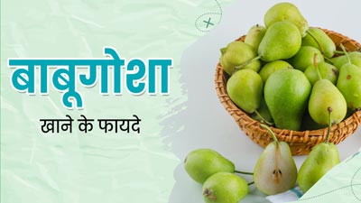Babugosha Benefits: बाबूगोशा खाने से शरीर को मिलते हैं ये फायदे, जरूर करें डाइट में शामिल