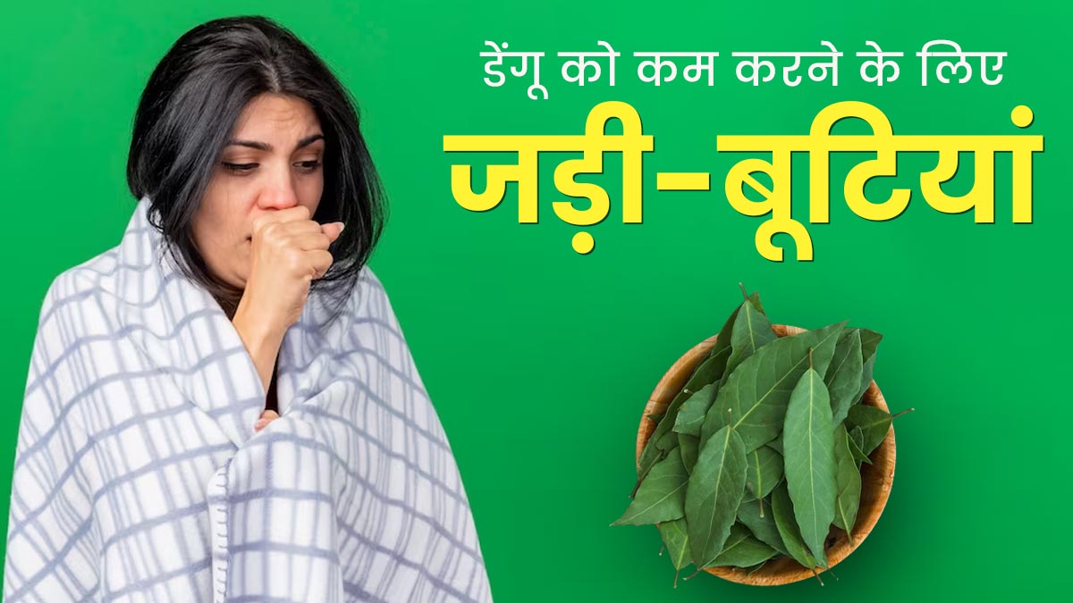 डेंगू बुखार को कम करने में मदद करेंगी ये 5 आयुर्वेदिक जड़ी-बूटियां