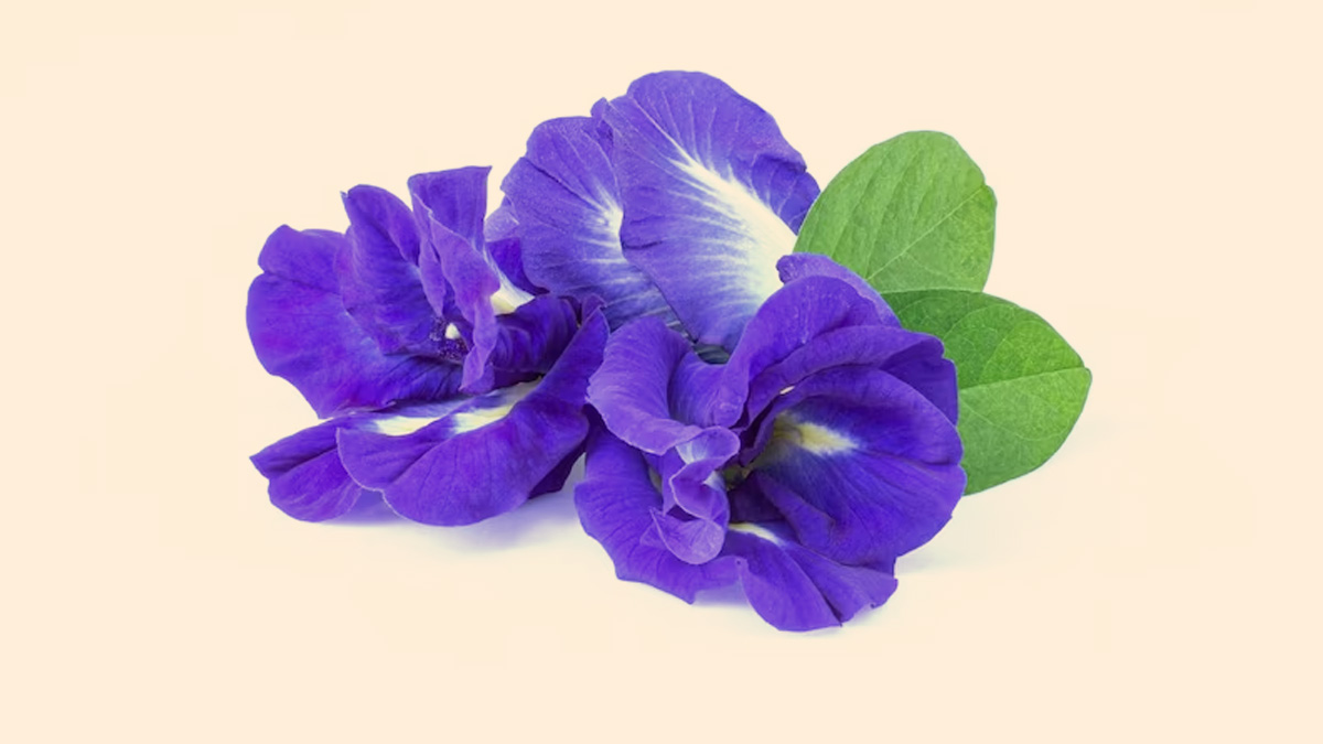 brahmi for better sleep