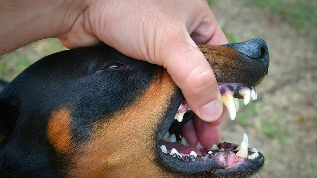 dog