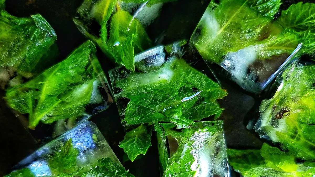 Mint-Basil-Ice-Cubes-Benefits-For-Face-ins1