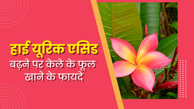 हाई यूरिक एसिड की समस्या होने पर खाएं केले के फूल, मिलेंगे कई फायदे 