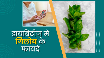 डायबिटीज रोगियों के लिए रामबाण है गिलोय, ब्लड शुगर रखता है कंट्रोल