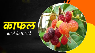 स्वाद और सेहत से भरपूर है पहाड़ी फल काफल, जानें इसे खाने के 5 जबरदस्त फायदे