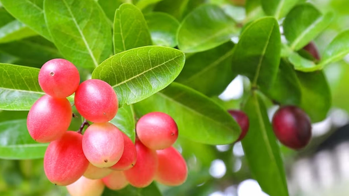 karonda benefits for weight loss