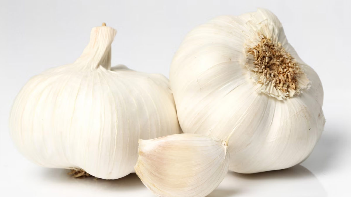 garlic