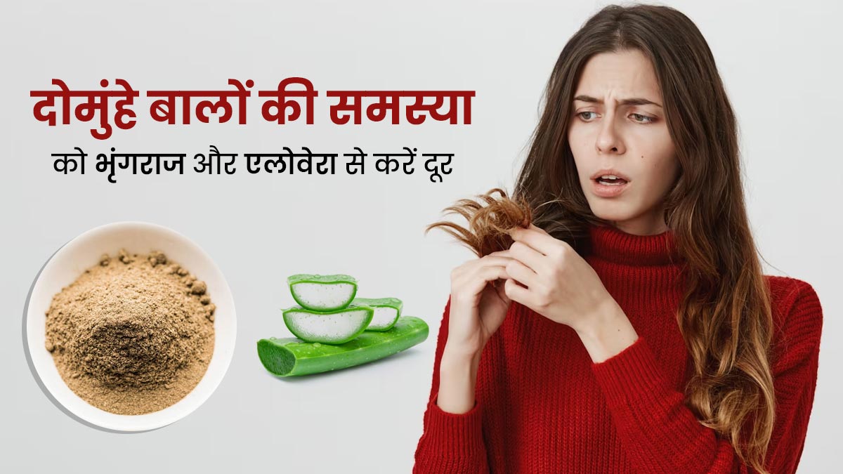 दोमुंहे बालों की समस्या को दूर करेगा भृंगराज और एलोवेरा का मिश्रण, इस तरह से करें इस्तेमाल
