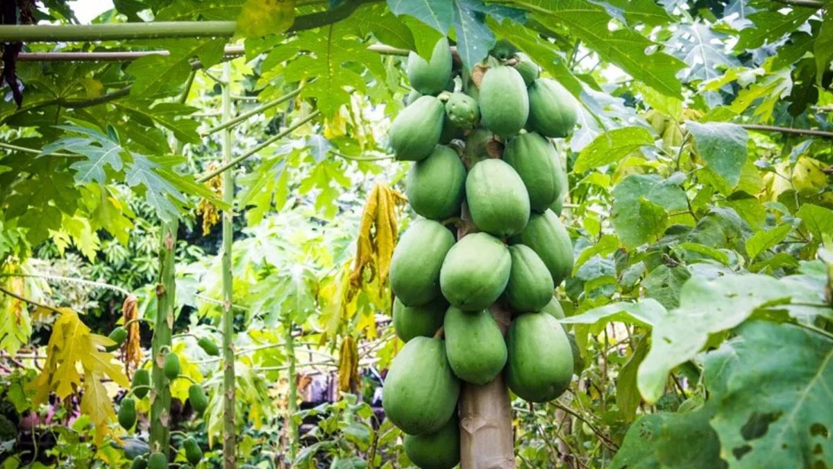 Benefits of using raw papaya for dandruff free hair in hindi 
