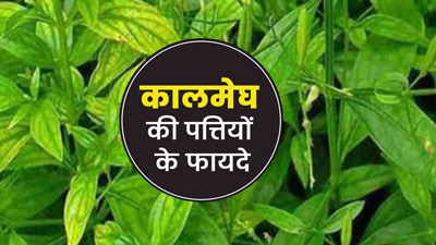 औषधीय गुणों से भरपूर हैं कालमेघ की पत्तियां, जानें इसके फायदे और प्रयोग का तरीका