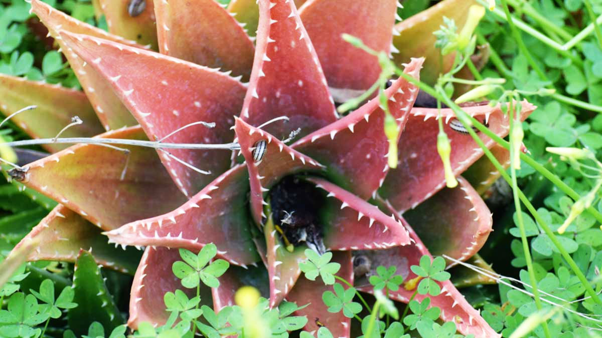 Benefits-of-Red-Aloe-vera