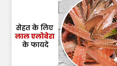 लाल एलोवेरा जेल भी होता है बहुत गुणकारी, खाने से सेहत को मिलते हैं ये 5 फायदे