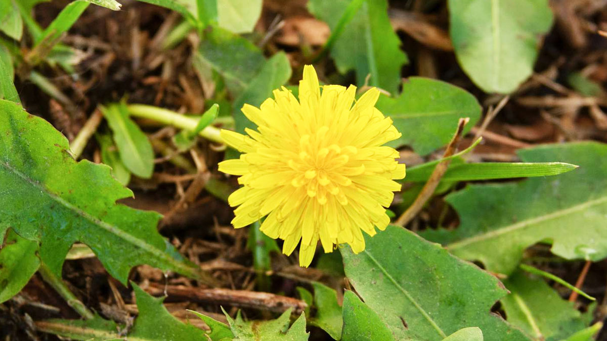 dandelion tea benefits for heart in Hindi