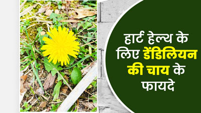 हार्ट के लिए बहुत फायदेमंद होती है डैंडेलियन (सिंहपर्णी) की चाय, जानें इसकी रेसिपी