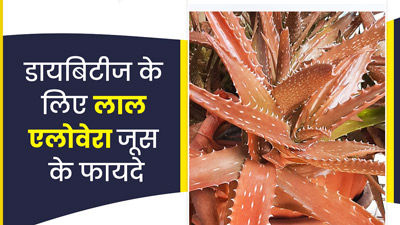 डायबिटीज मरीजों के लिए बहुत फायदेमंद है लाल एलोवेरा जूस, पीने से शुगर रहेगा कंट्रोल