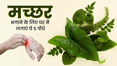 मच्छरों से हैं परेशान? घर में लगाएं ये 5 पौधे,  आसपास भी नहीं भटकेंगे मच्छर