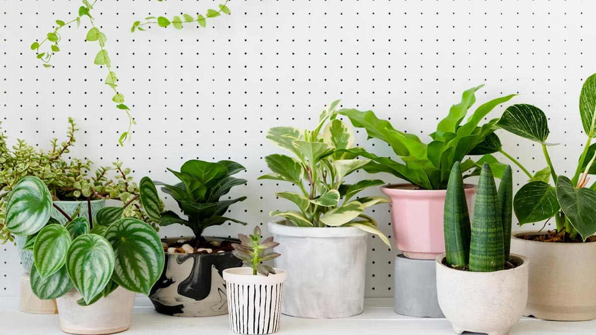 Mosquito Repellent Plants In Hindi